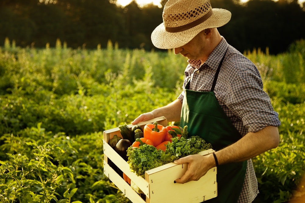 Producteur fruits et légumes magasin producteur